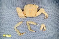 藏品(細紋方蟹)的圖片